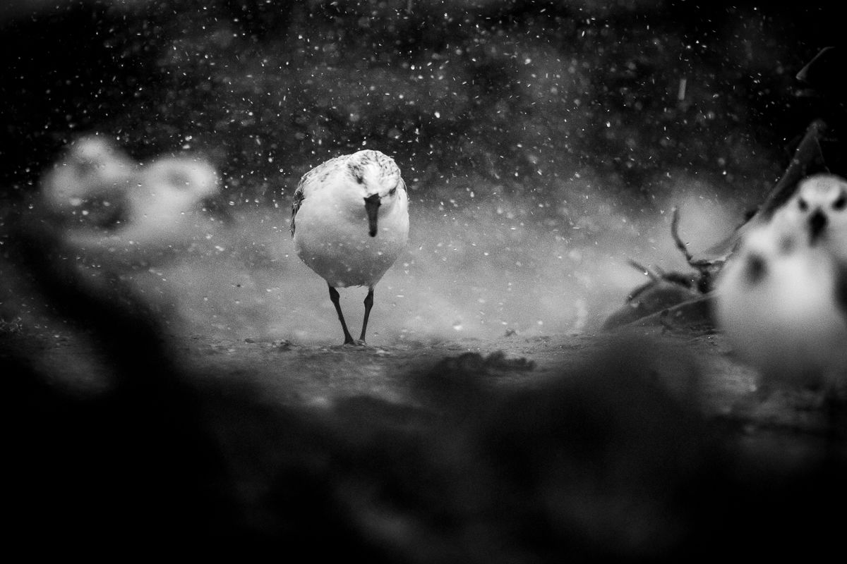 Bécasseau sanderling